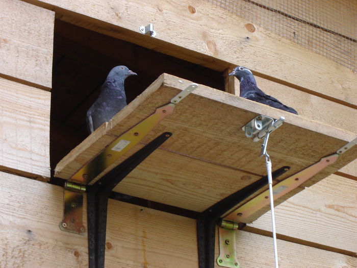DSC04918 - JURNAL ESTIVAL - pigeon loft - open session - summer season