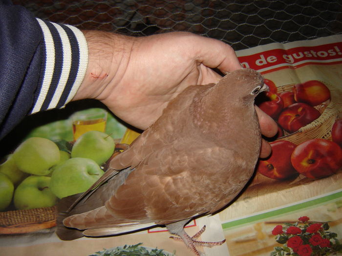 DSC05861 - JURNAL ESTIVAL - pigeon loft - open session - summer season