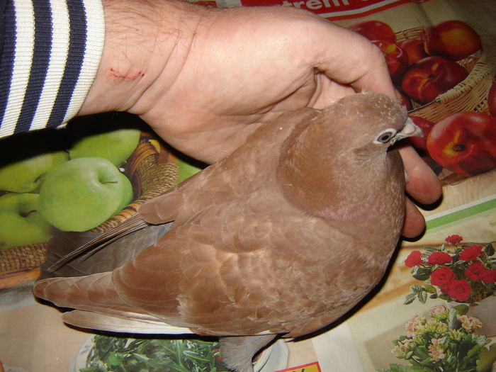 DSC05862 - JURNAL ESTIVAL - pigeon loft - open session - summer season