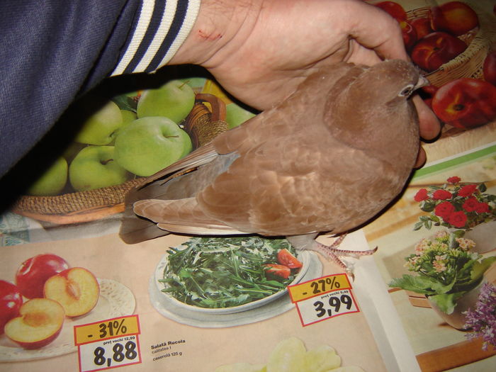 DSC05863 - JURNAL ESTIVAL - pigeon loft - open session - summer season