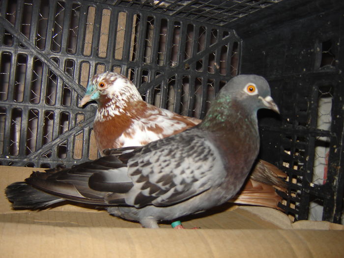 DSC05885 - JURNAL ESTIVAL - pigeon loft - open session - summer season