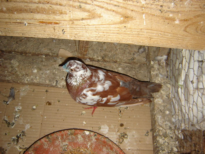 DSC05904 - JURNAL ESTIVAL - pigeon loft - open session - summer season