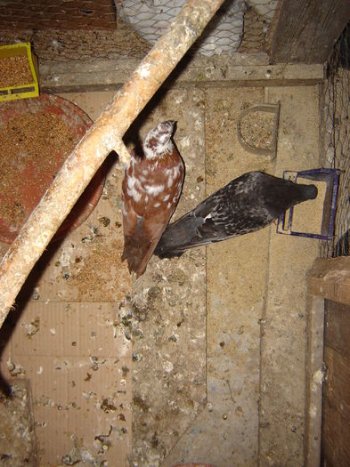 DSC05906 - JURNAL ESTIVAL - pigeon loft - open session - summer season