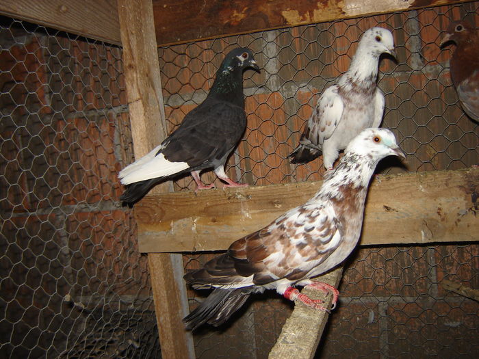 DSC04883 - PORUMBEI RELOCATI - indoor flotilla - inn flock - covered covey