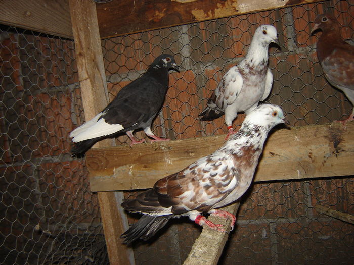 DSC04884 - PORUMBEI RELOCATI - indoor flotilla - inn flock - covered covey