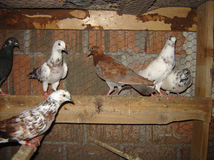 DSC04886 - PORUMBEI RELOCATI - indoor flotilla - inn flock - covered covey