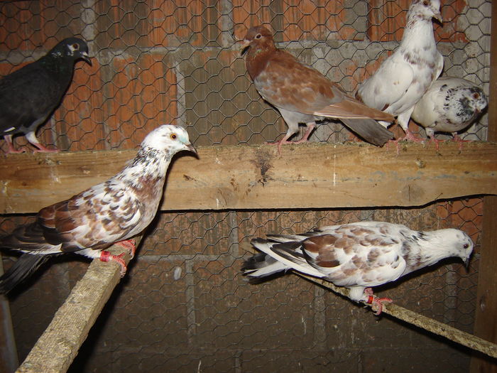 DSC04888 - PORUMBEI RELOCATI - indoor flotilla - inn flock - covered covey