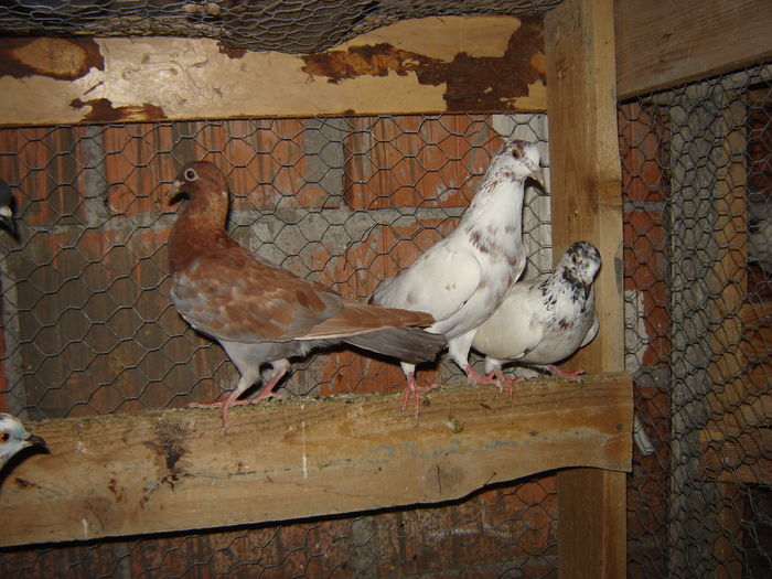 DSC04890 - PORUMBEI RELOCATI - indoor flotilla - inn flock - covered covey