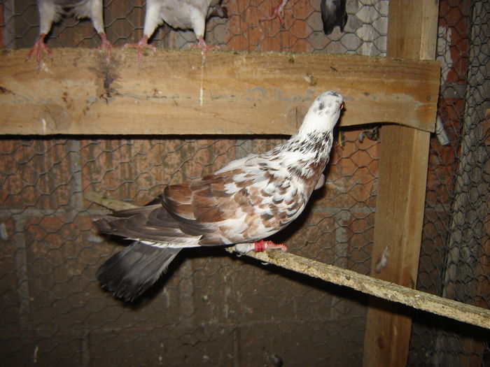 DSC04891 - PORUMBEI RELOCATI - indoor flotilla - inn flock - covered covey