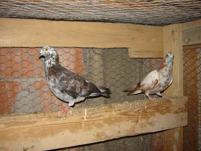 DSC04893 - PORUMBEI RELOCATI - indoor flotilla - inn flock - covered covey