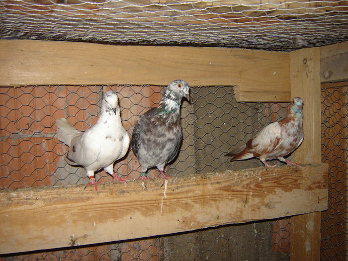 DSC04896 - PORUMBEI RELOCATI - indoor flotilla - inn flock - covered covey