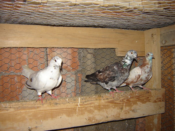 DSC04897 - PORUMBEI RELOCATI - indoor flotilla - inn flock - covered covey