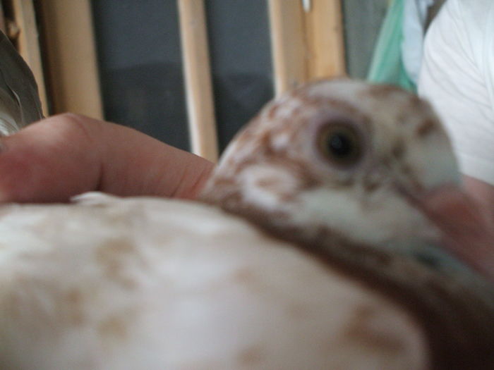 DSCF5185 - PORUMBEI RELOCATI - indoor flotilla - inn flock - covered covey