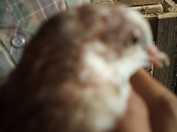 DSCF5187 - PORUMBEI RELOCATI - indoor flotilla - inn flock - covered covey