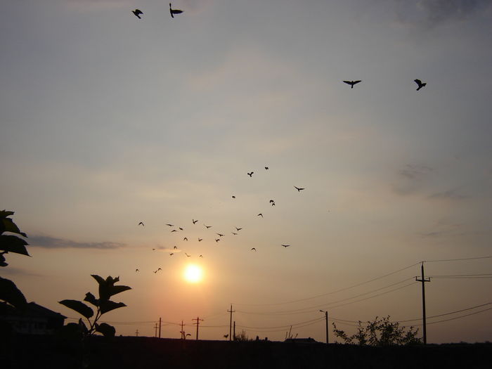 DSC04754 - PRIMA MARE LANSARE - Free Pigie - Great Flight - GoodStart Flying