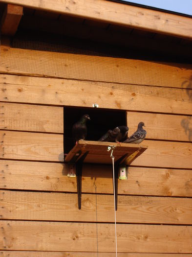 DSC04780 - PRIMA MARE LANSARE - Free Pigie - Great Flight - GoodStart Flying