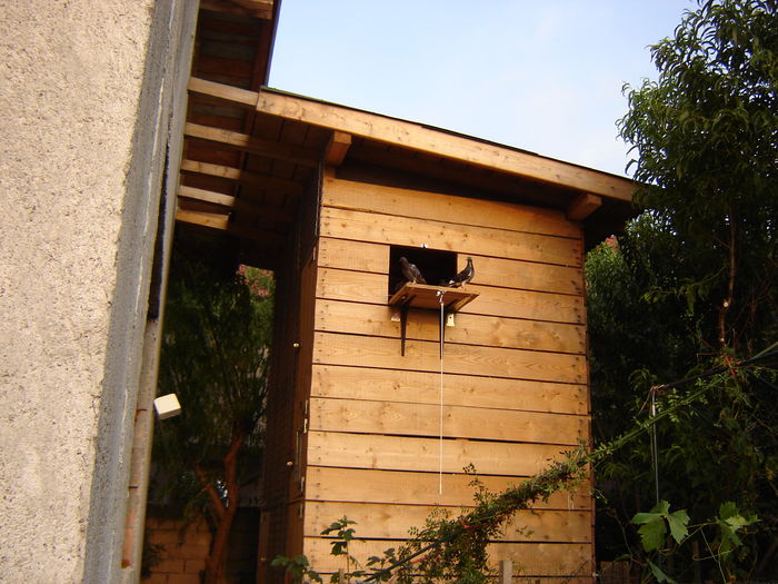 DSC04790 - PRIMA MARE LANSARE - Free Pigie - Great Flight - GoodStart Flying