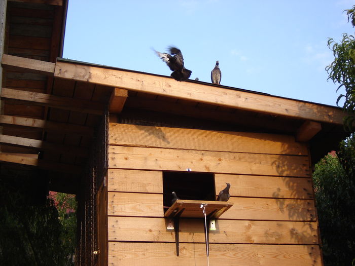 DSC04806 - PRIMA MARE LANSARE - Free Pigie - Great Flight - GoodStart Flying