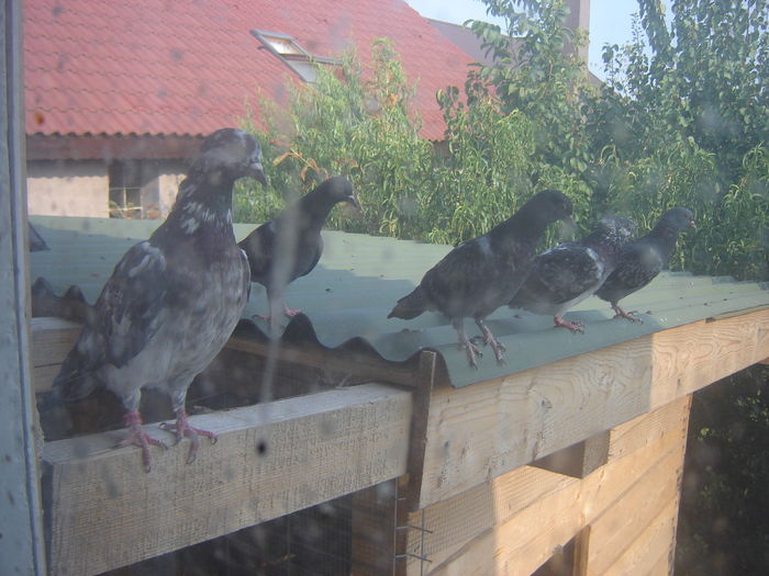 DSC04822 - PRIMA MARE LANSARE - Free Pigie - Great Flight - GoodStart Flying