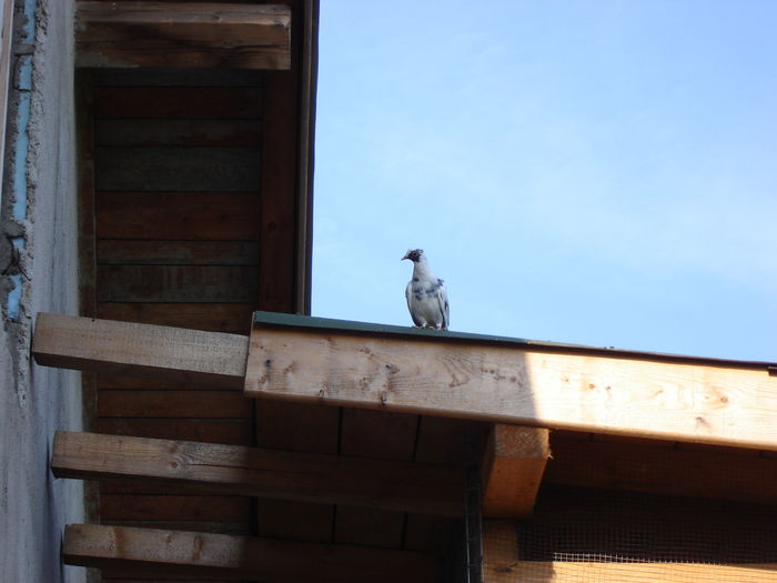 DSC04879 - PRIMA MARE LANSARE - Free Pigie - Great Flight - GoodStart Flying