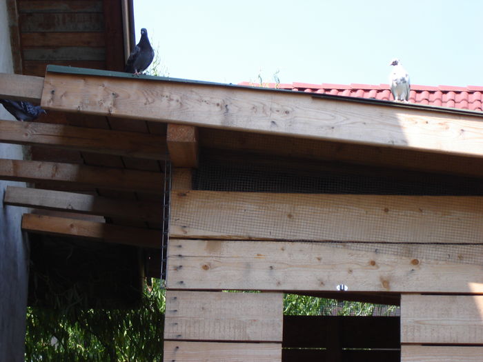 DSC04880 - PRIMA MARE LANSARE - Free Pigie - Great Flight - GoodStart Flying