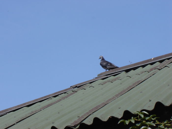 DSC04903 - PRIMA MARE LANSARE - Free Pigie - Great Flight - GoodStart Flying