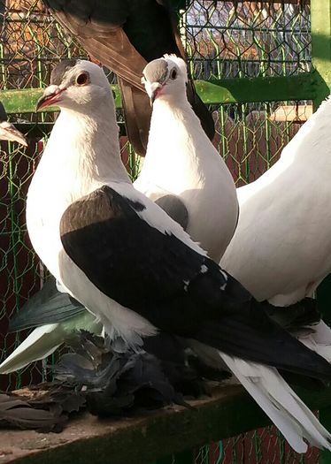 pereche 2015. Dnu Cosma Viorel.Loc.SPERMEZEU.Jud Bistrita Nasaut - 8___-PERSOANE CU CARE AM COLABORAT- VANZARI