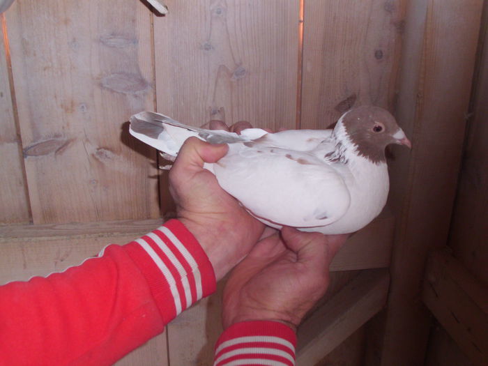 100722697 - Meulemans Vandut