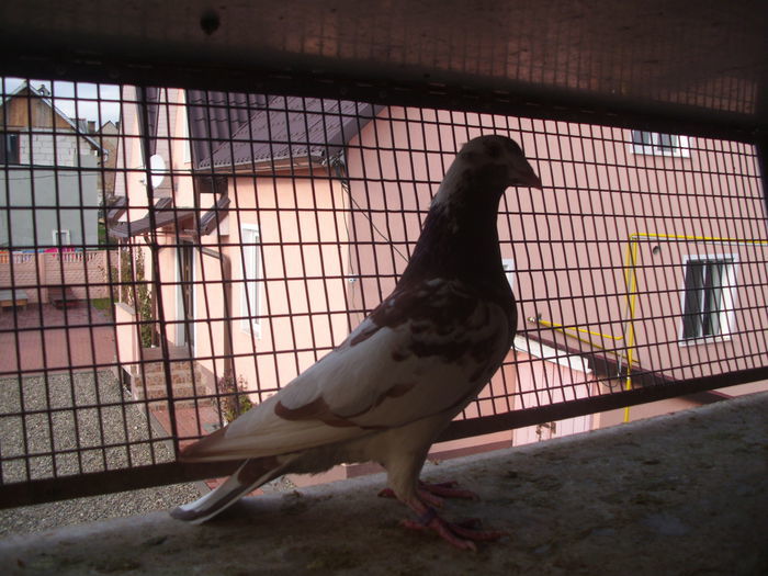 100941972 - Meulemans Vandut