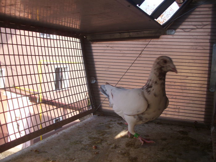 100941981 - Meulemans Vandut