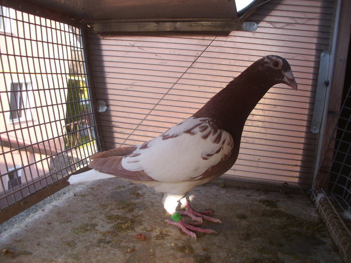 100941990 - Meulemans Vandut