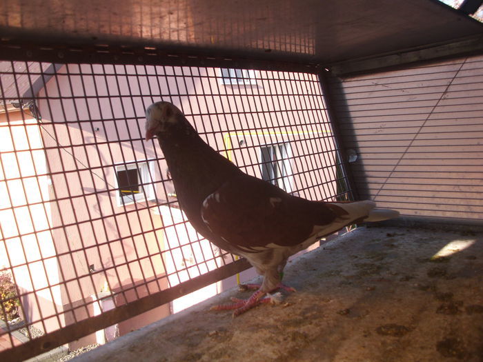 100941997 - Meulemans Vandut