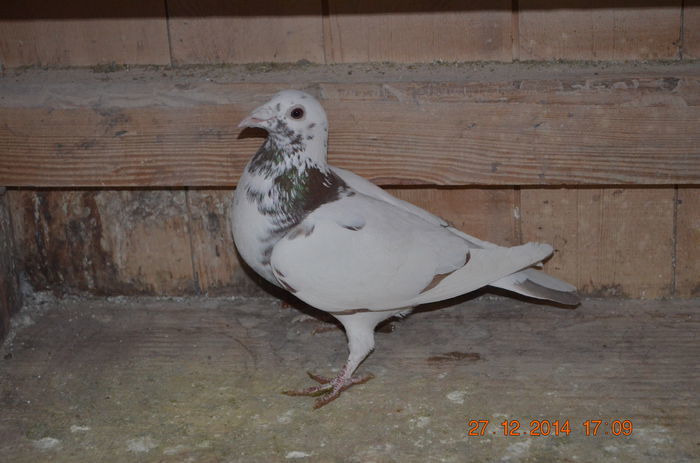 101366383 - Meulemans Vandut