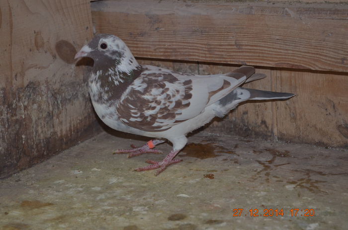 101366434 - Meulemans Vandut