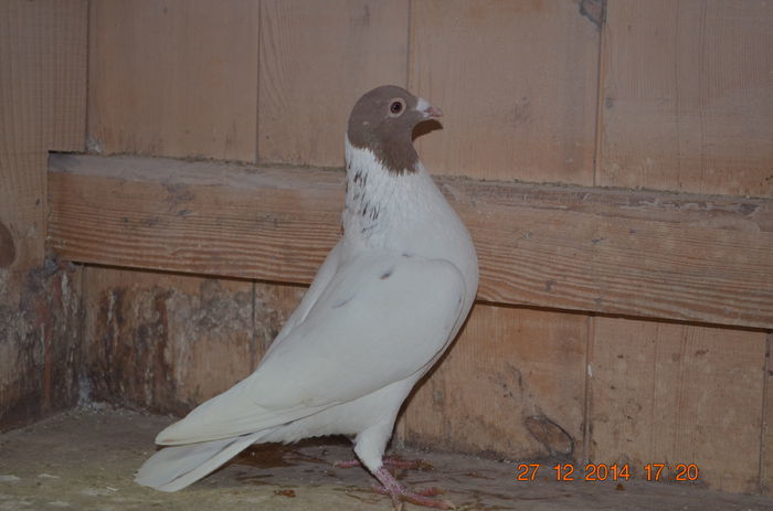 101366436 - Meulemans Vandut
