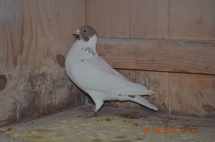 101366439 (1) - Meulemans Vandut