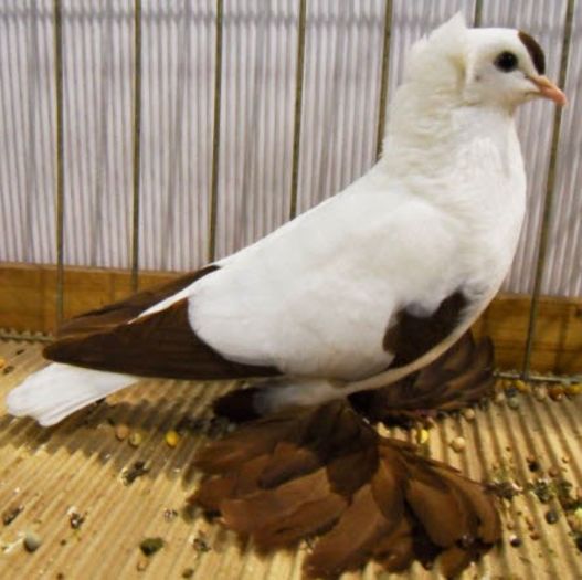 barza de saxonia (0)