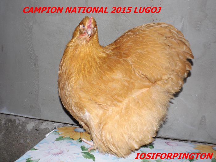 CAMPION NATIONAL 2015 LUGOJ - ORPINGTON GALBEN