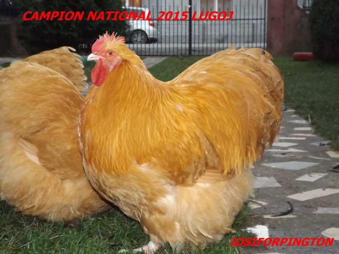 CAMPION NATIONAL 2015 LUGOJ