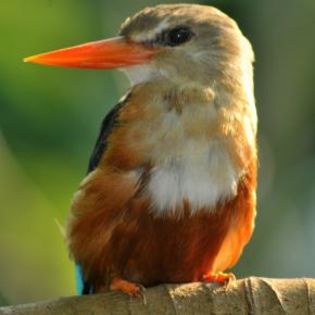 93114_17cfbf2559de08d1a900fdb110edadee_mdsq - BIRDS