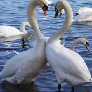 93187_08227c6872a922ff0461b5eac681d967_mdsq - BIRDS