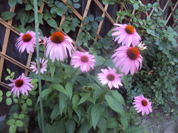 Echinacea - Phlox si alte perene