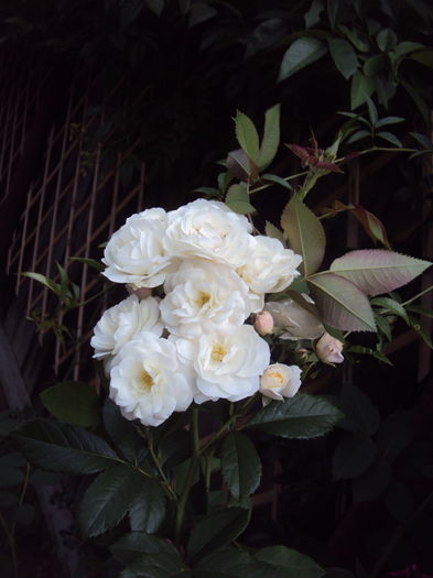 DSC03181 - Bouquet Parfait