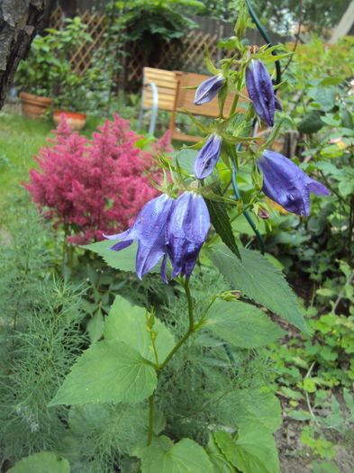 Campanula Sarastro