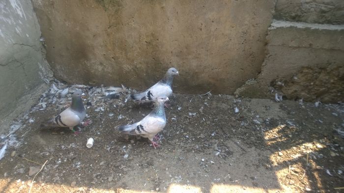 WP_20150903_002; standard
