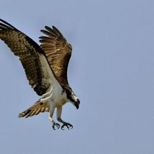 93203_4988940683e0be28ffe94211c6f24c2c_mdsq - BIRDS