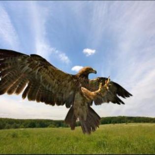 93272_35d8c9fc4b8d8eaf16d1fe6160e59667_mdsq - BIRDS