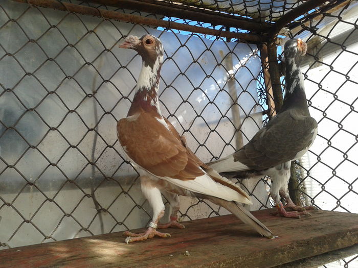 f 2014 f 2015 - Carieri