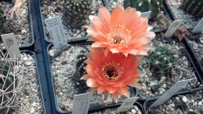 IMG_20150705_105728_263