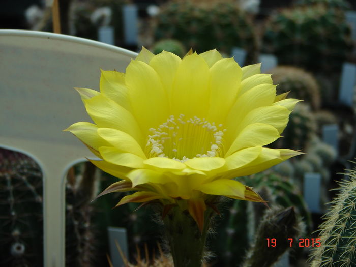 DSC09300